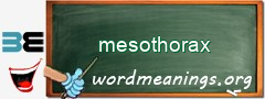WordMeaning blackboard for mesothorax